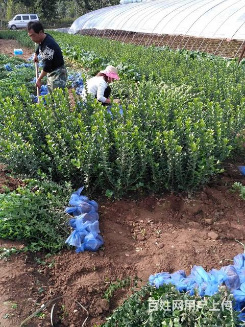 園林綠化中的常見(jiàn)植物選擇與應(yīng)用分析