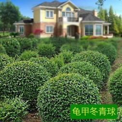 全方位綠化養(yǎng)護(hù) 從室內(nèi)花卉租賃到園林工程的專(zhuān)業(yè)化服務(wù)