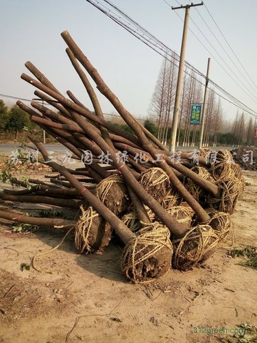 香樟 蘇州園林綠化的靈魂之樹(shù)